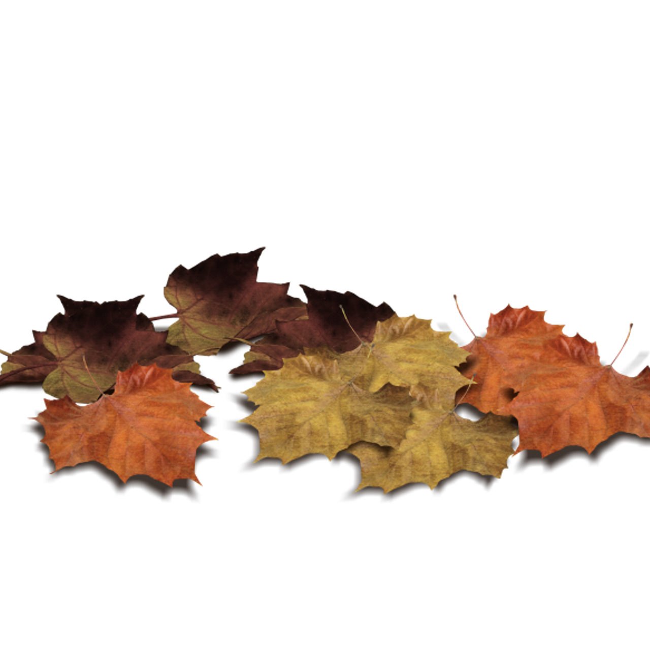 Отзывы. AI creator Photograrher Kuzmina Svetlana