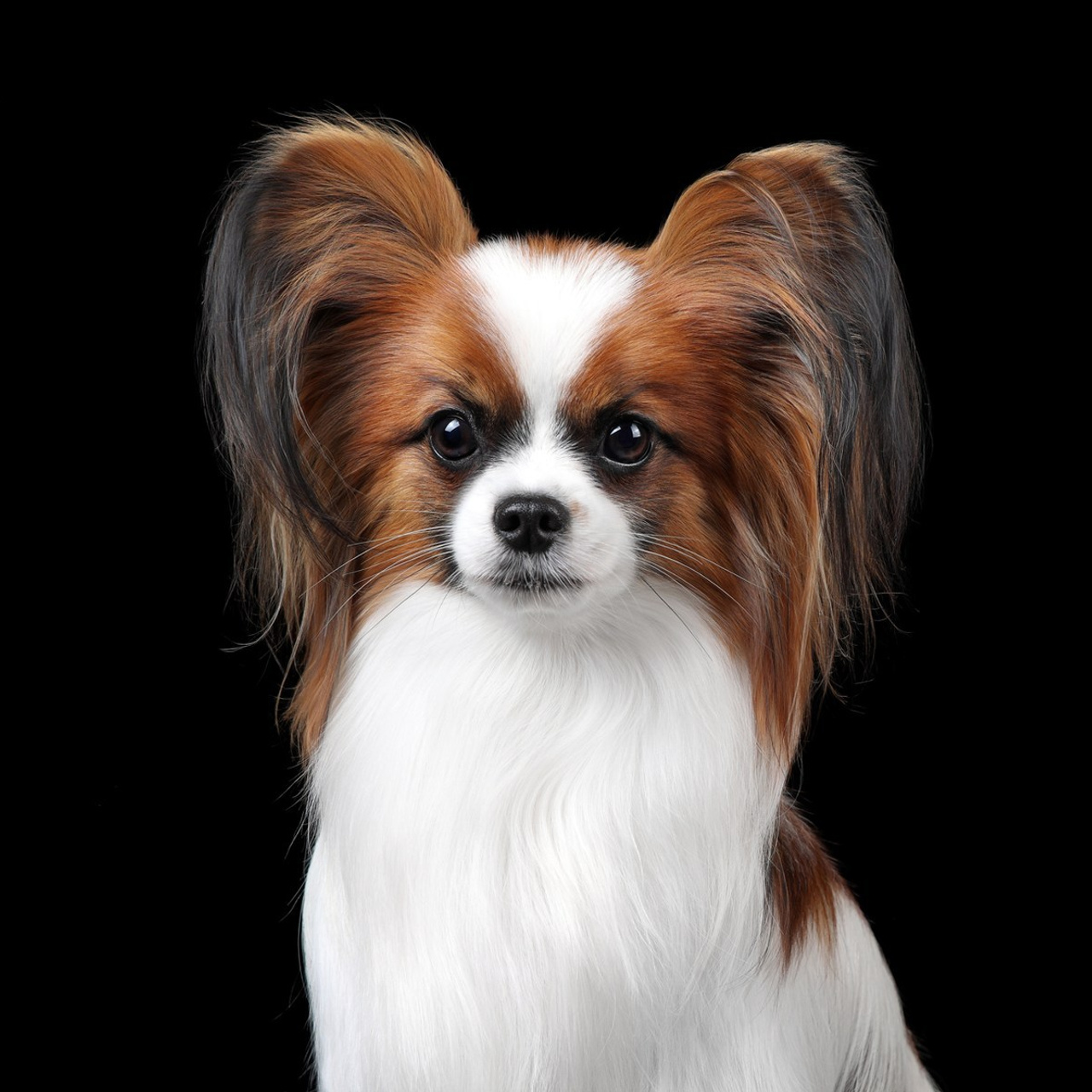 Отзывы. Профессиональная фотосъемка домашних животных в Санкт-Петербурге. Фото