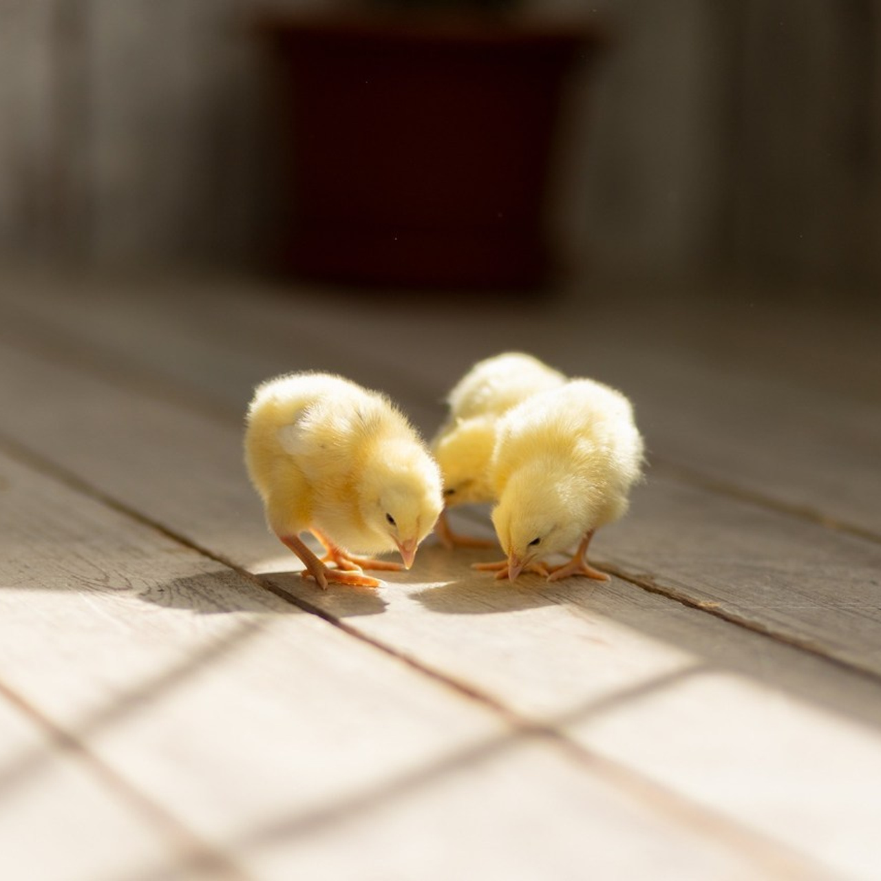 Отзывы. «Лаборатория Фотофей» — Виктория Балмош и Юлия Мун. Екатеринбург