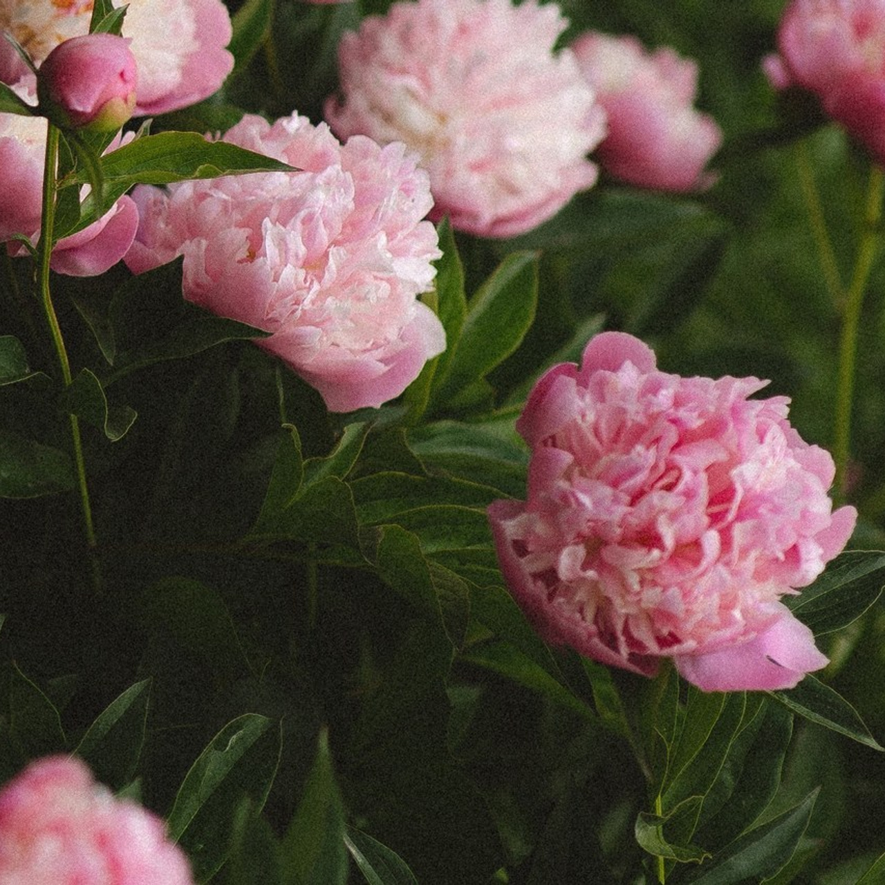 Отзывы о свадебном фотографе Анне Сиряк. Свадебный фотограф Ростов-на-Дону, Москва, Сочи