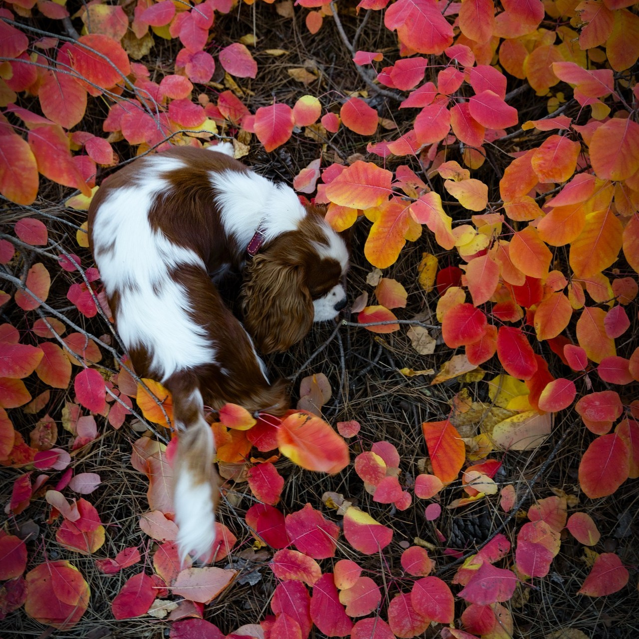Отзывы. Анастасия Дунаева. Фотограф в Севастополе