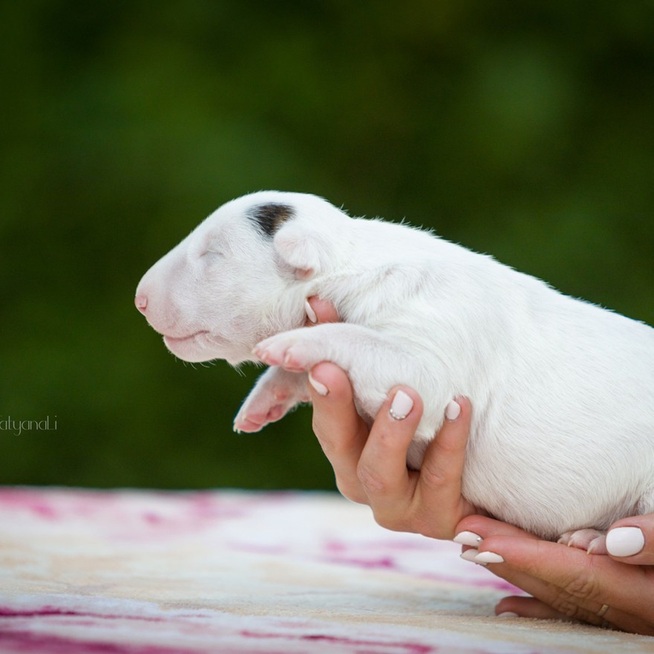 Отзывы. Фотограф — анималист Татьяна Ли