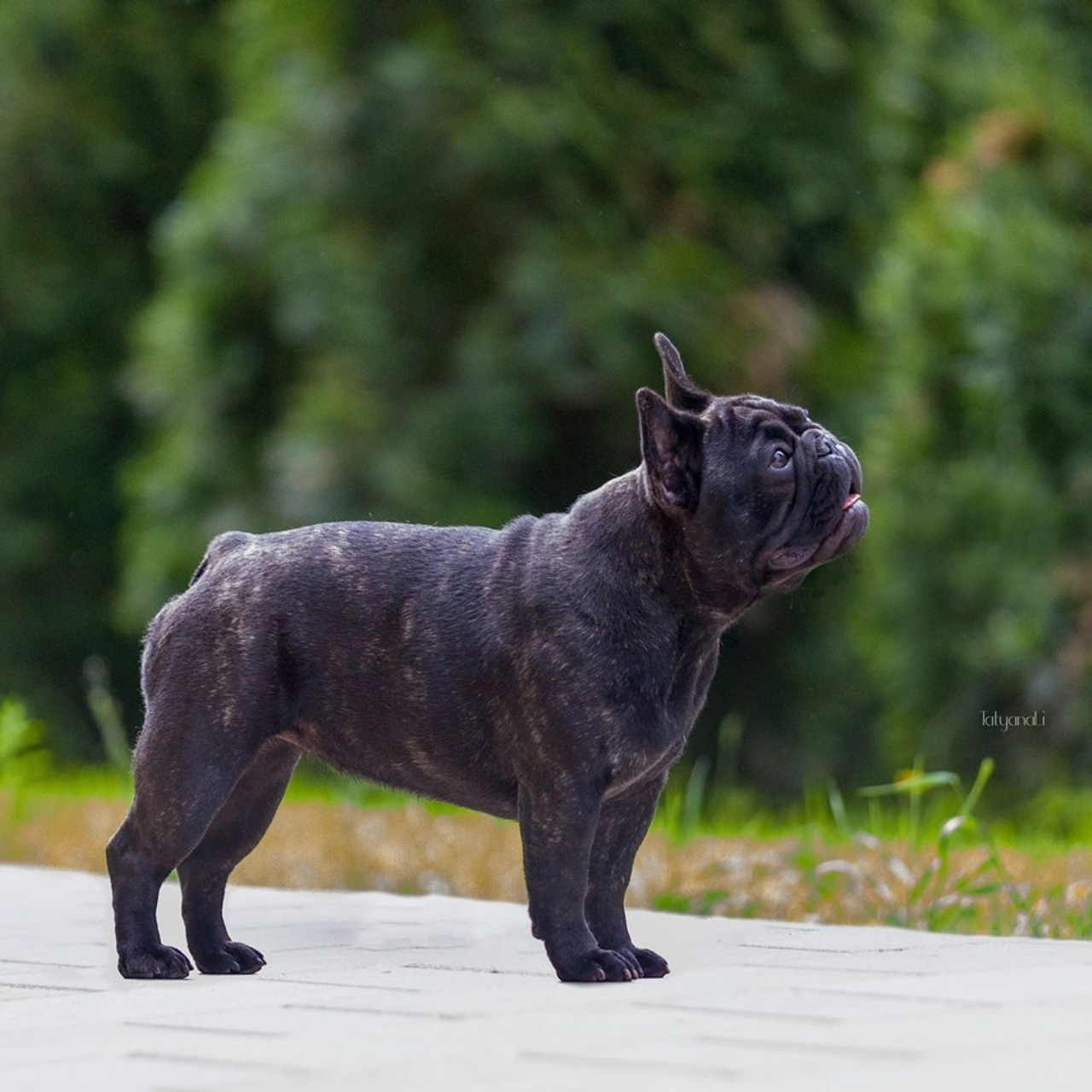 Отзывы. Фотограф — анималист Татьяна Ли