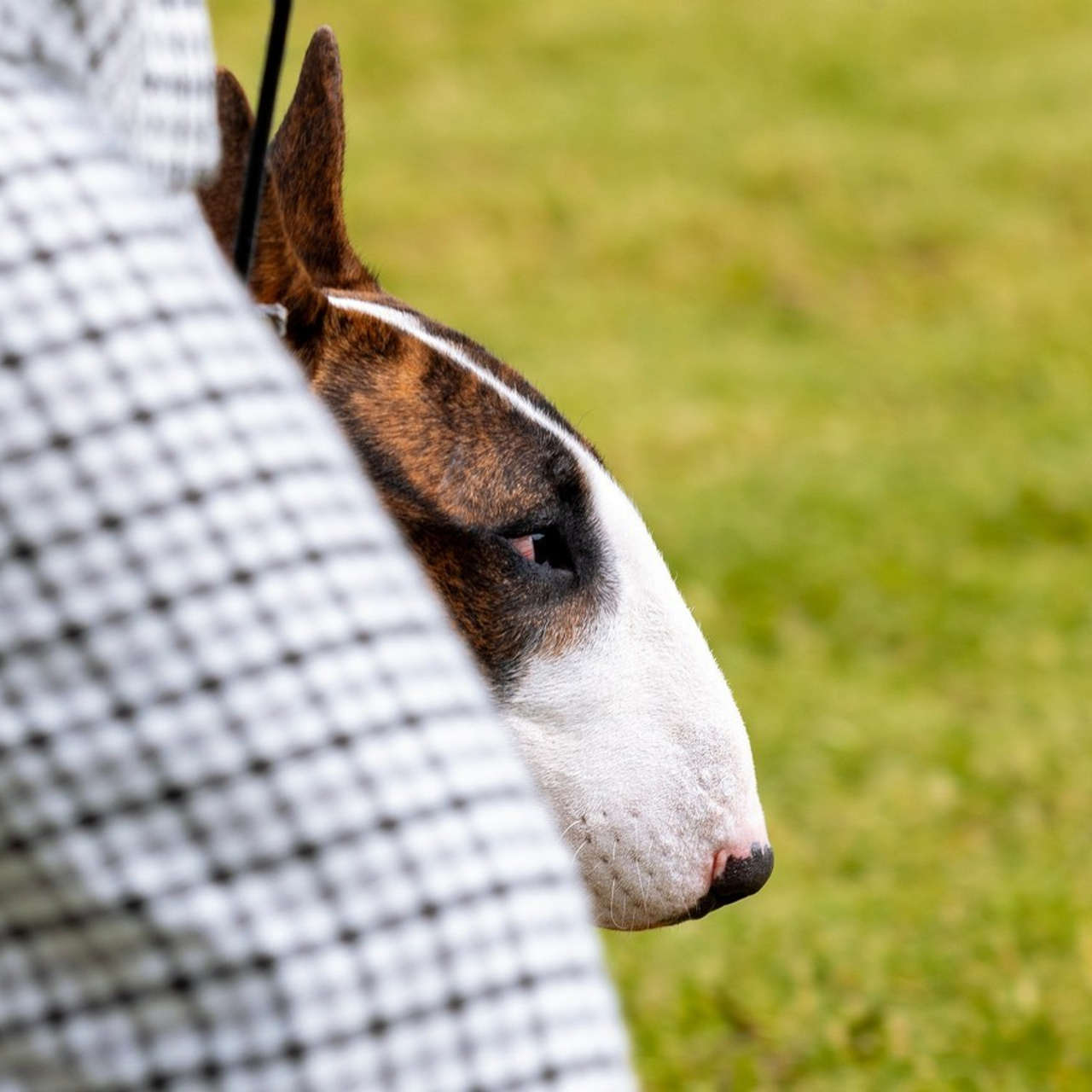 Отзывы. Фотограф — анималист Татьяна Ли