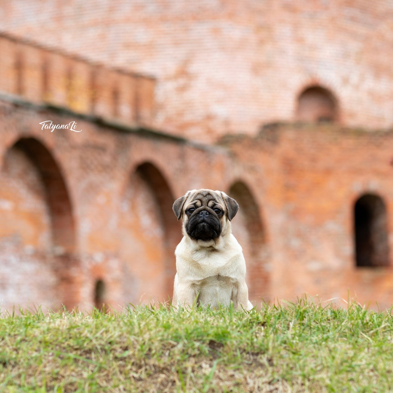 Отзывы. Фотограф — анималист Татьяна Ли