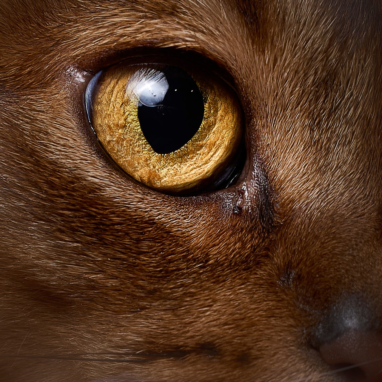 Животные отдельно