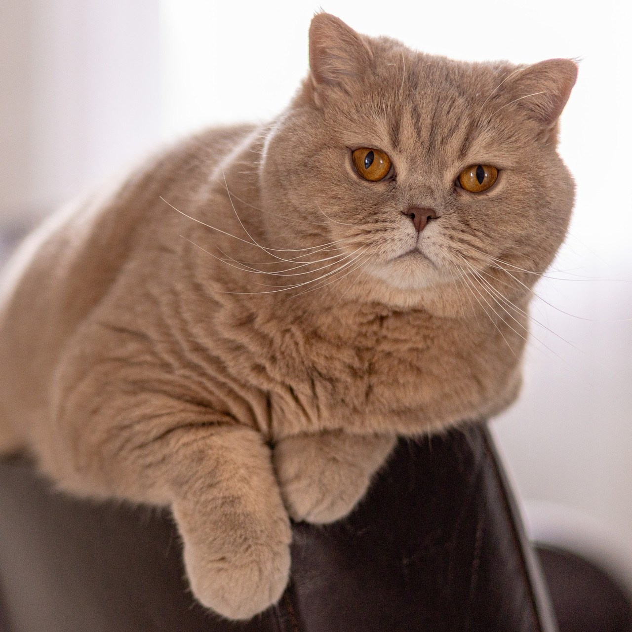 Отзывы. Фотограф Смоленск-Москва Светлана Мнацаканянц