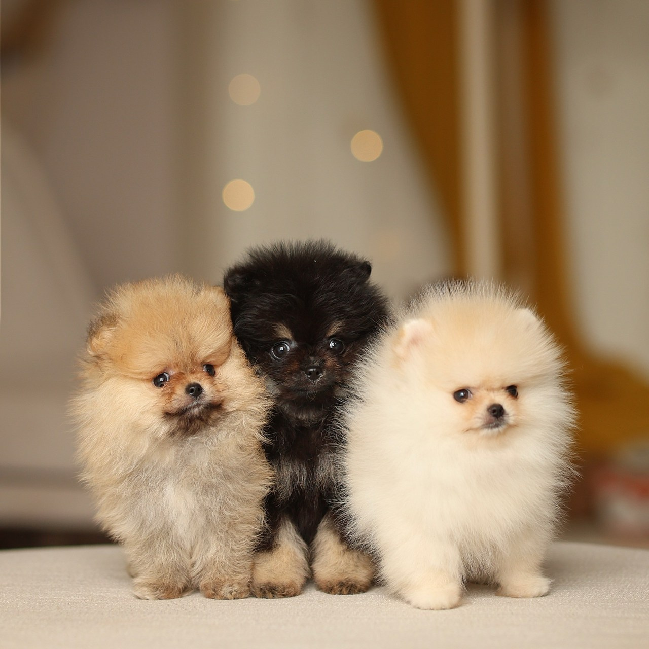 Отзывы. Юлия Шаронова — профессиональный фотограф анималист