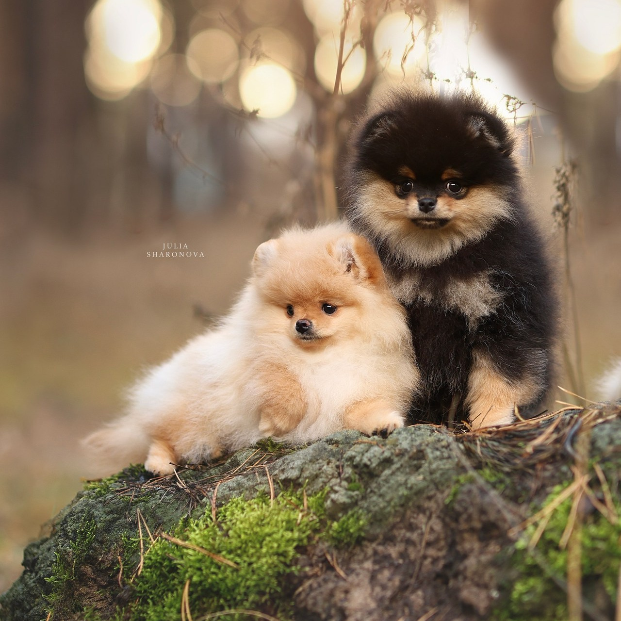 Отзывы. Юлия Шаронова — профессиональный фотограф анималист