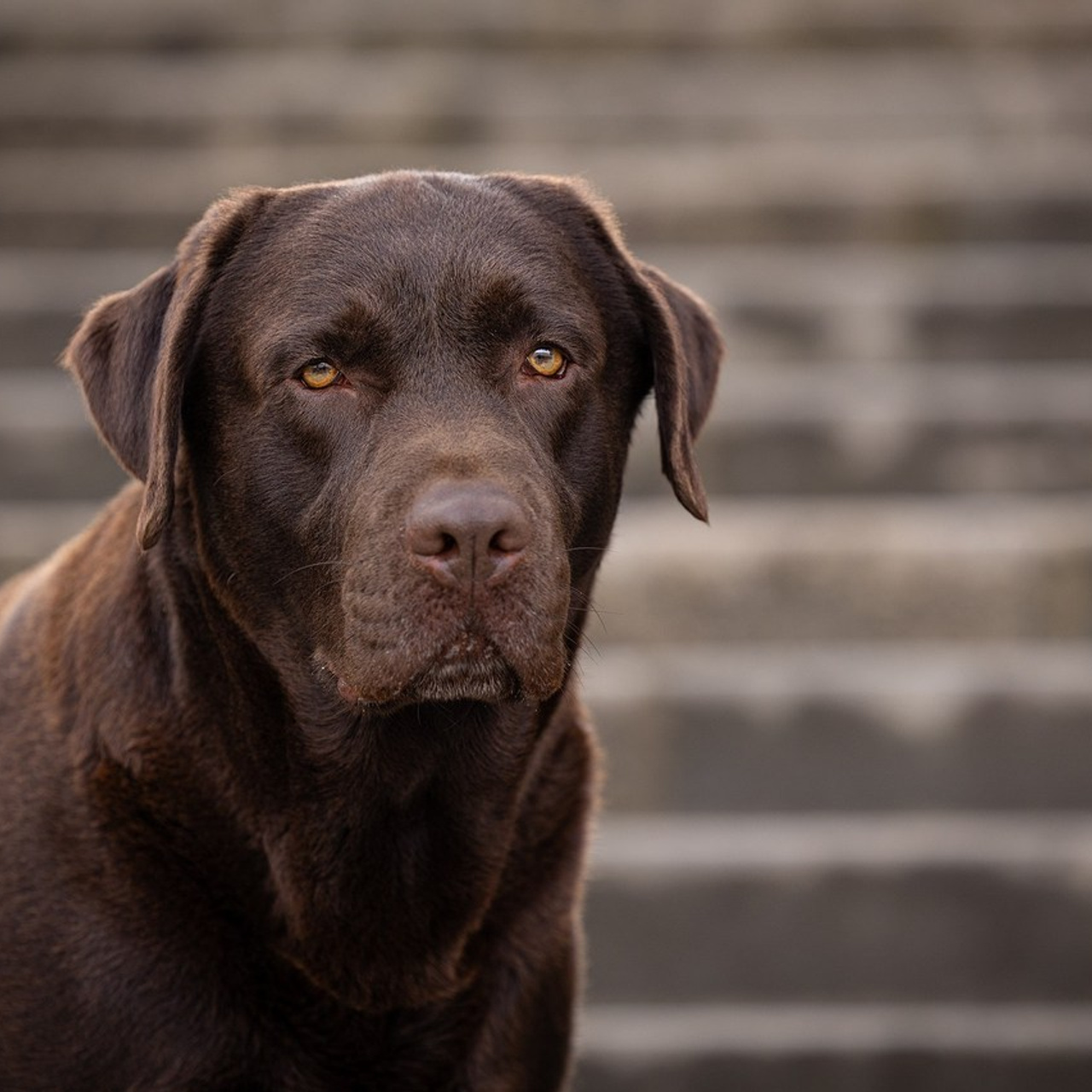 Отзывы. Фотограф-анималист Natalia Deingel | Фотосъемка собак в Москве
