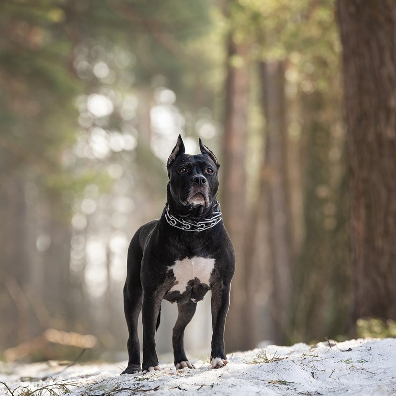 Отзывы. Фотограф-анималист Natalia Deingel | Фотосъемка собак в Москве