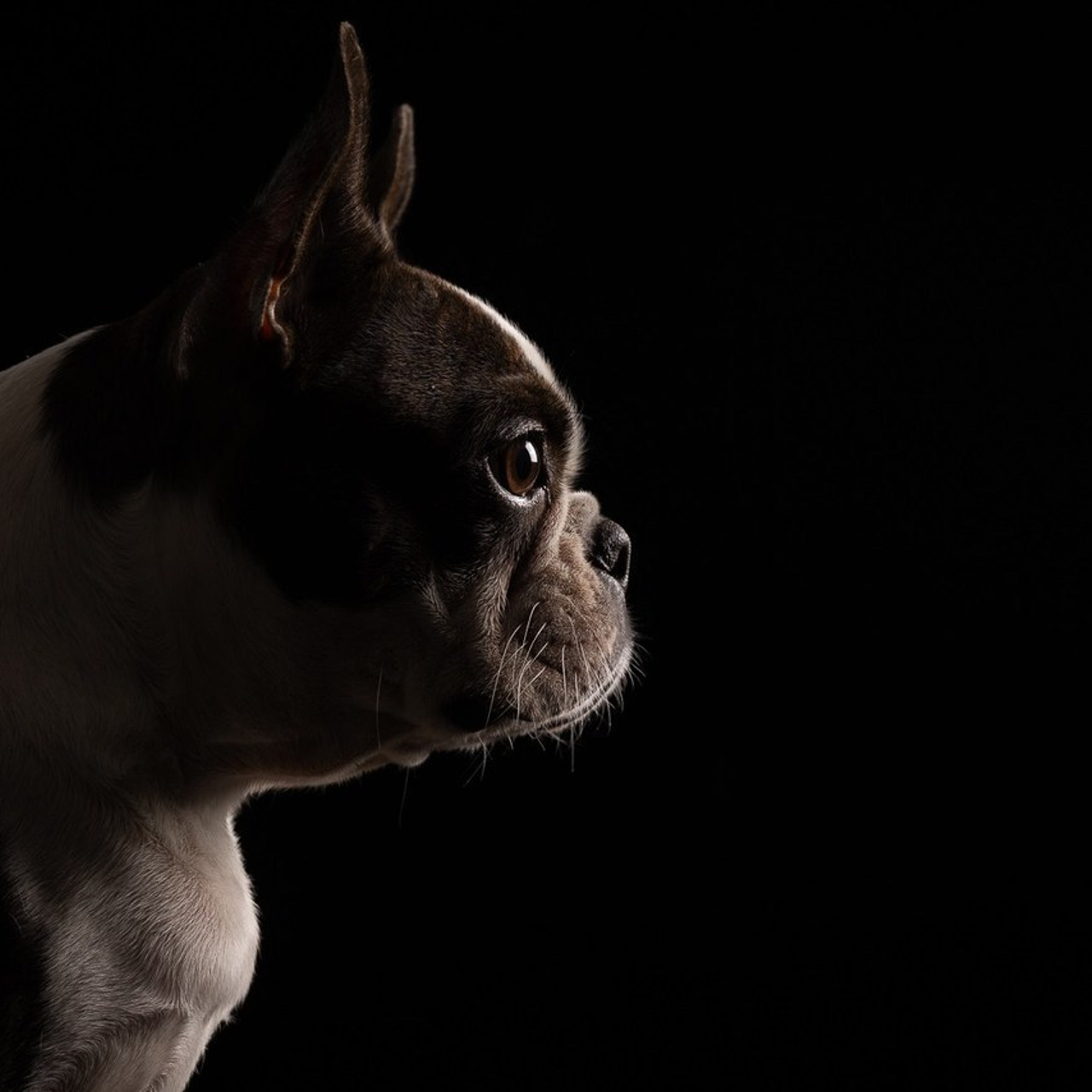 Отзывы. Фотограф-анималист Natalia Deingel | Фотосъемка собак в Москве