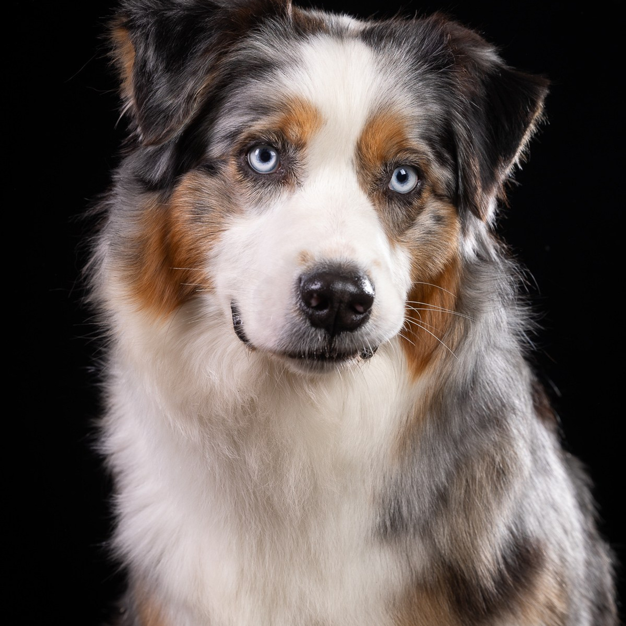 Отзывы. Фотограф-анималист Natalia Deingel | Фотосъемка собак в Москве