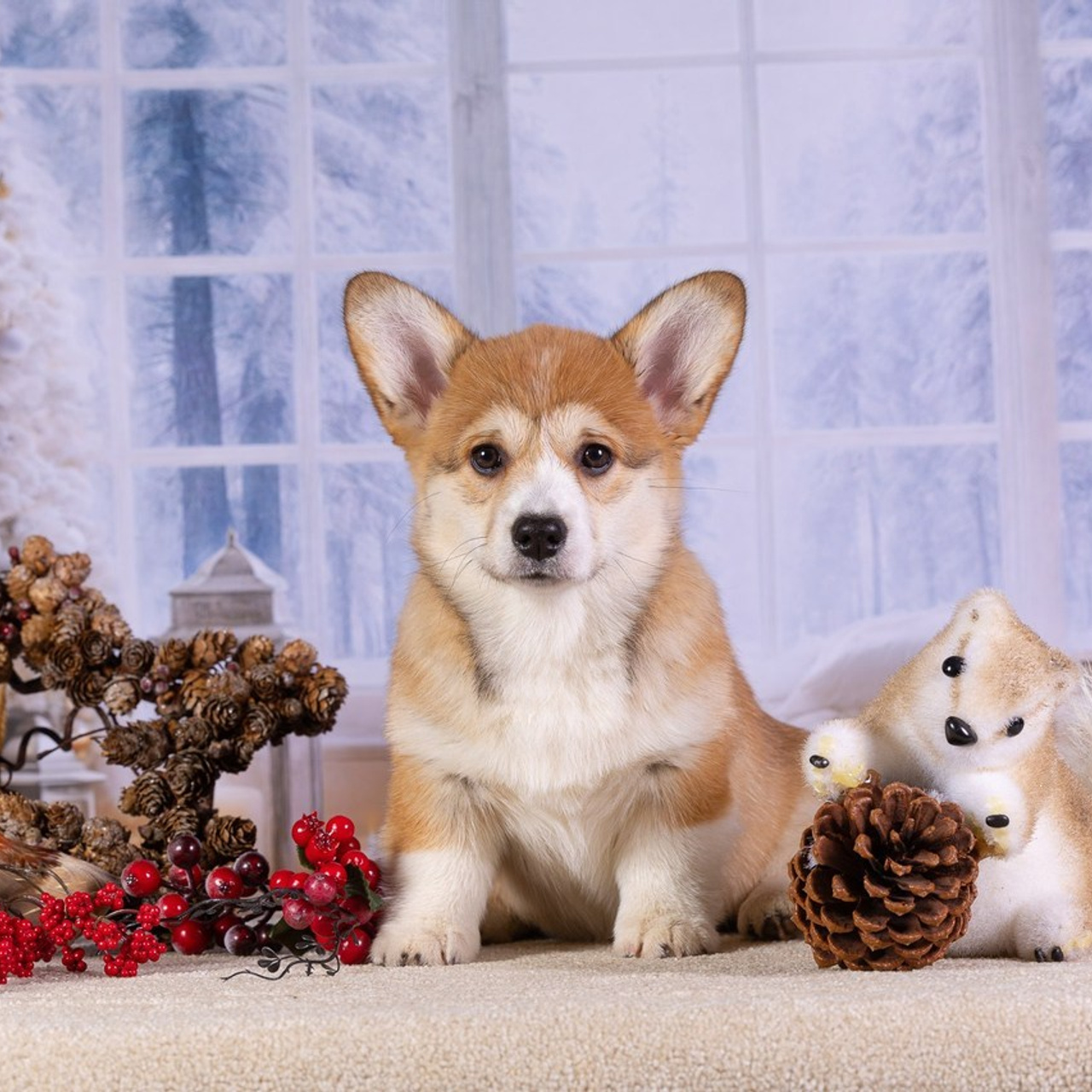 Отзывы. Фотограф-анималист Natalia Deingel | Фотосъемка собак в Москве