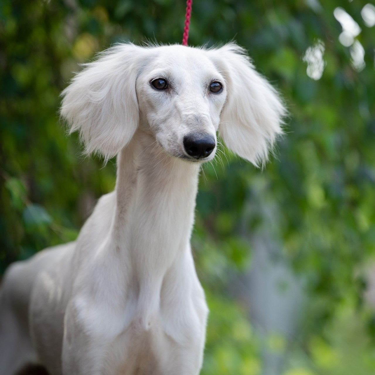 Отзывы. Фотограф-анималист Natalia Deingel | Фотосъемка собак в Москве