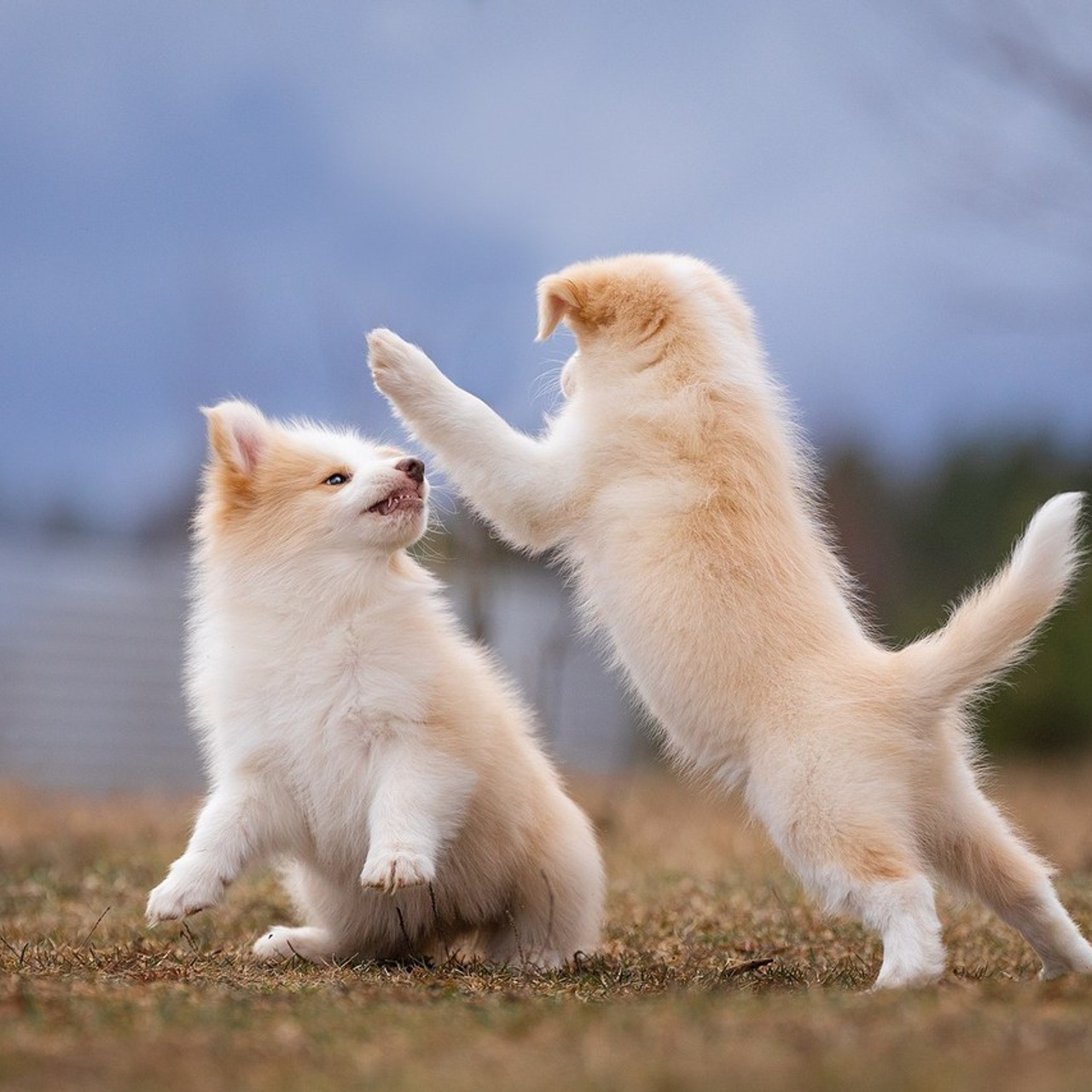 Отзывы. Фотограф-анималист Natalia Deingel | Фотосъемка собак в Москве