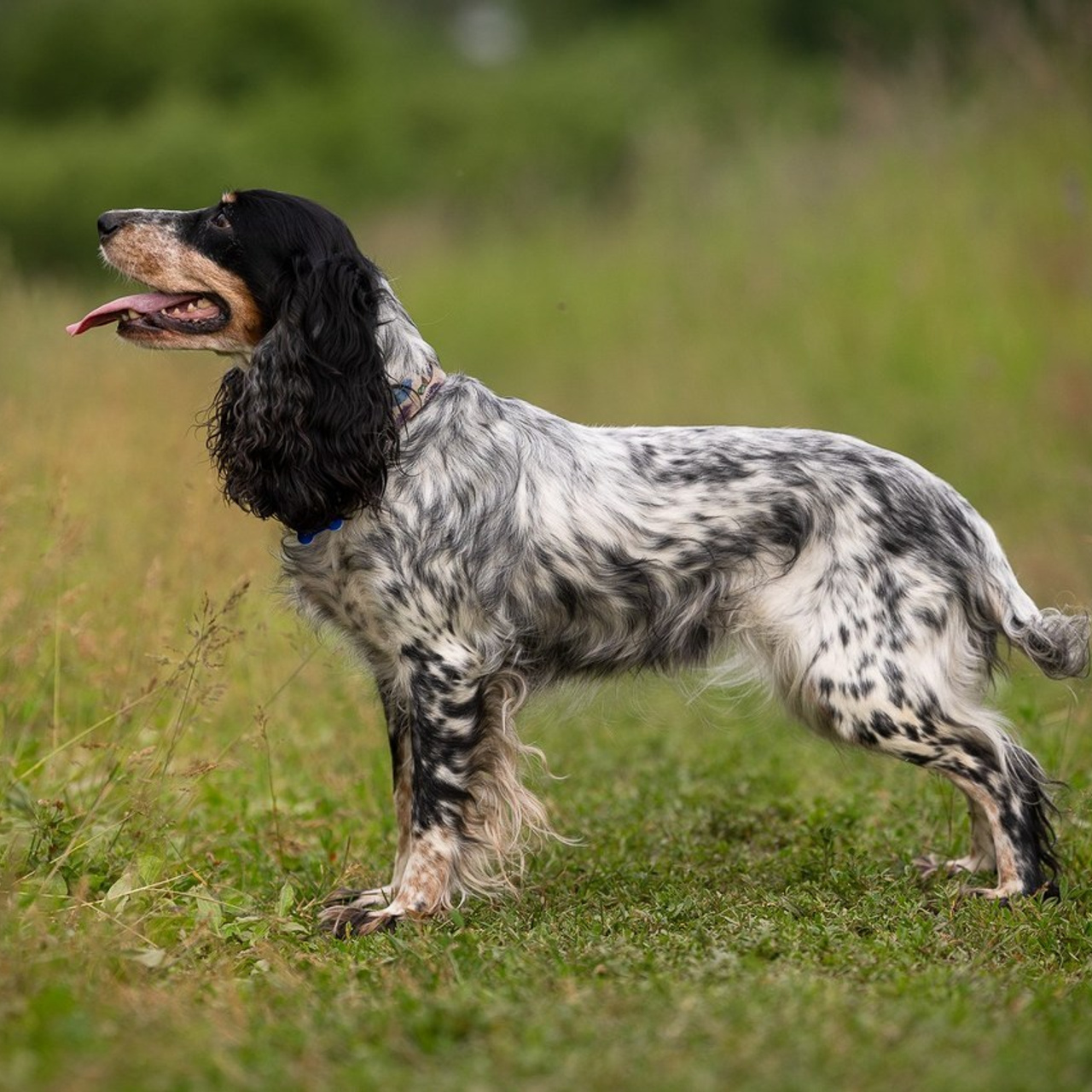Отзывы. Фотограф-анималист Natalia Deingel | Фотосъемка собак в Москве