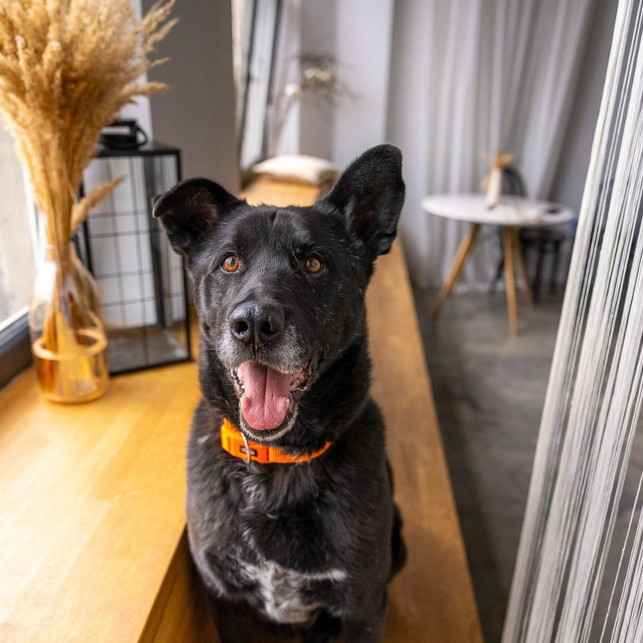 Отзывы. Фотограф-анималист Natalia Deingel | Фотосъемка собак в Москве