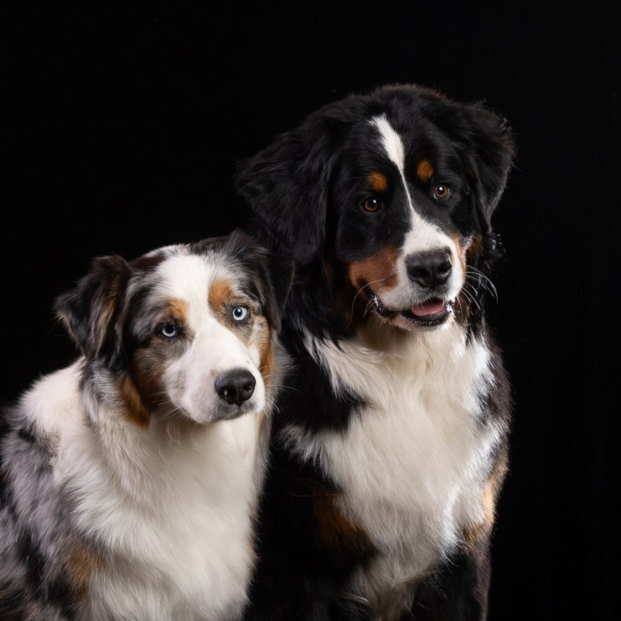 Отзывы. Фотограф-анималист Natalia Deingel | Фотосъемка собак в Москве