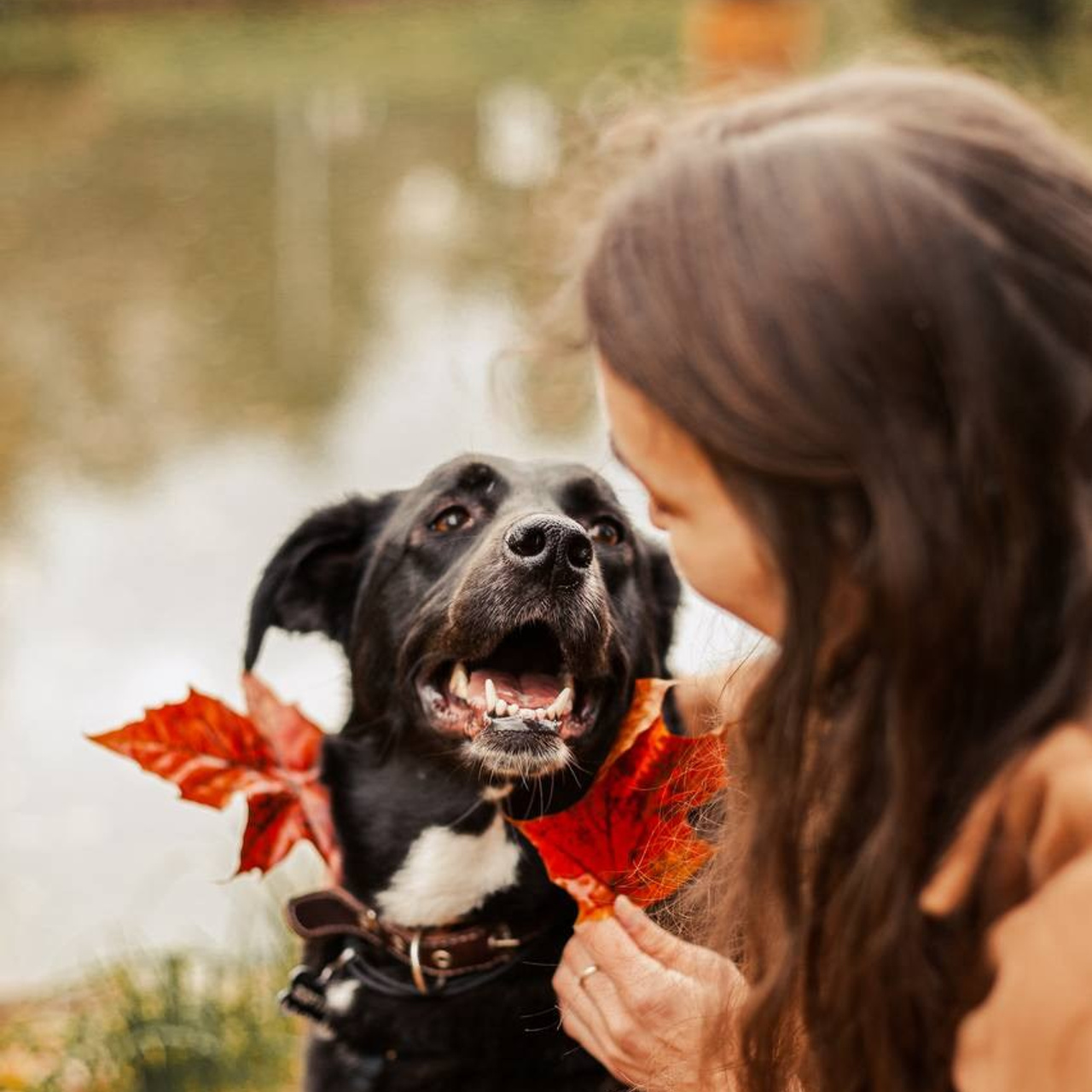 Уже дома. Забери домой друга