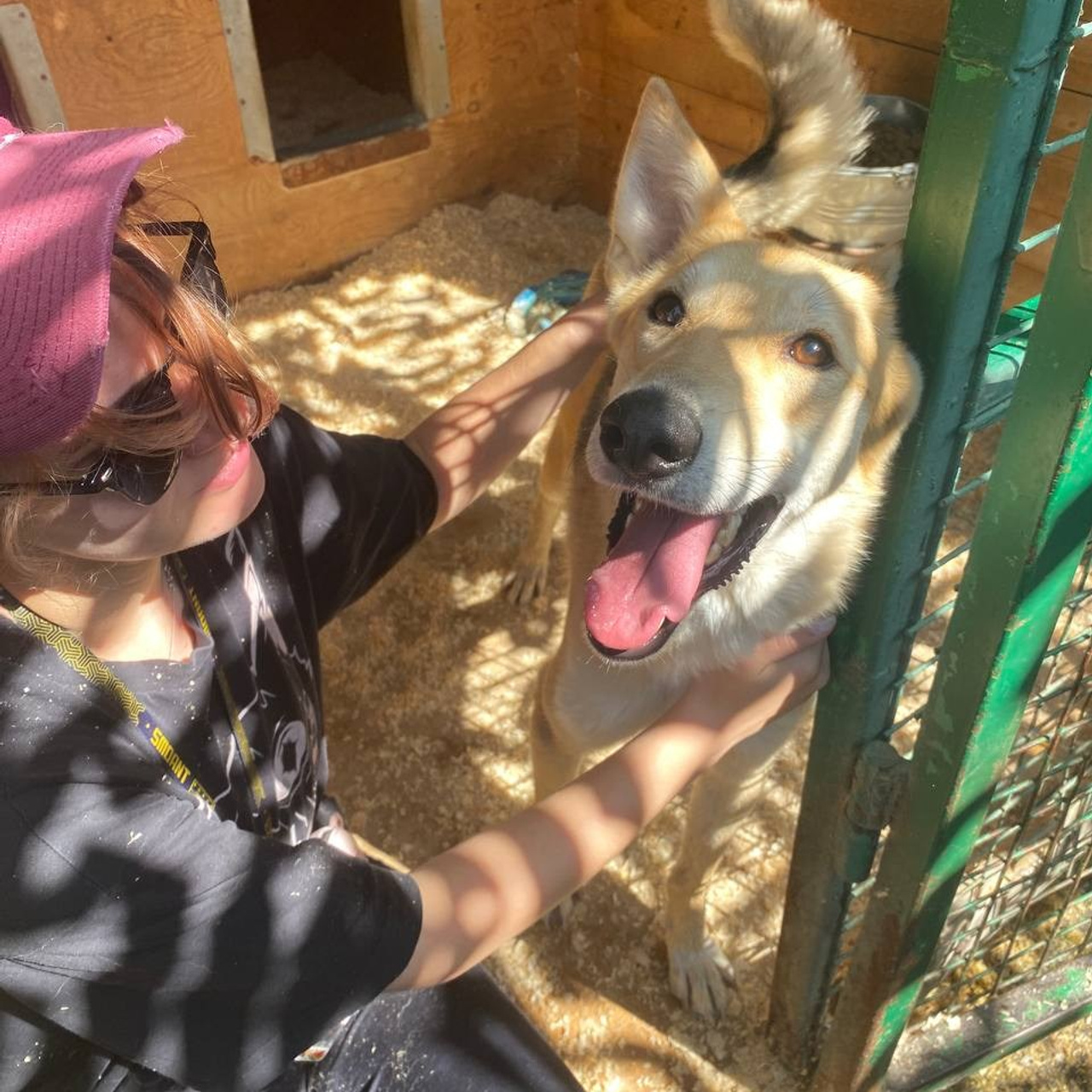 Прогулки и волонтерство. Забери домой друга