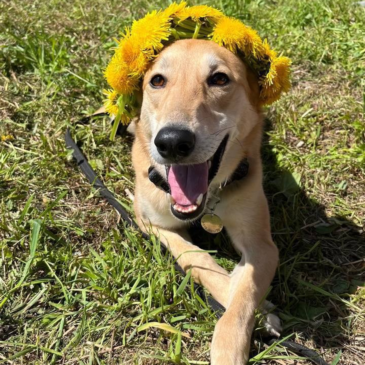 Уже дома. Забери домой друга