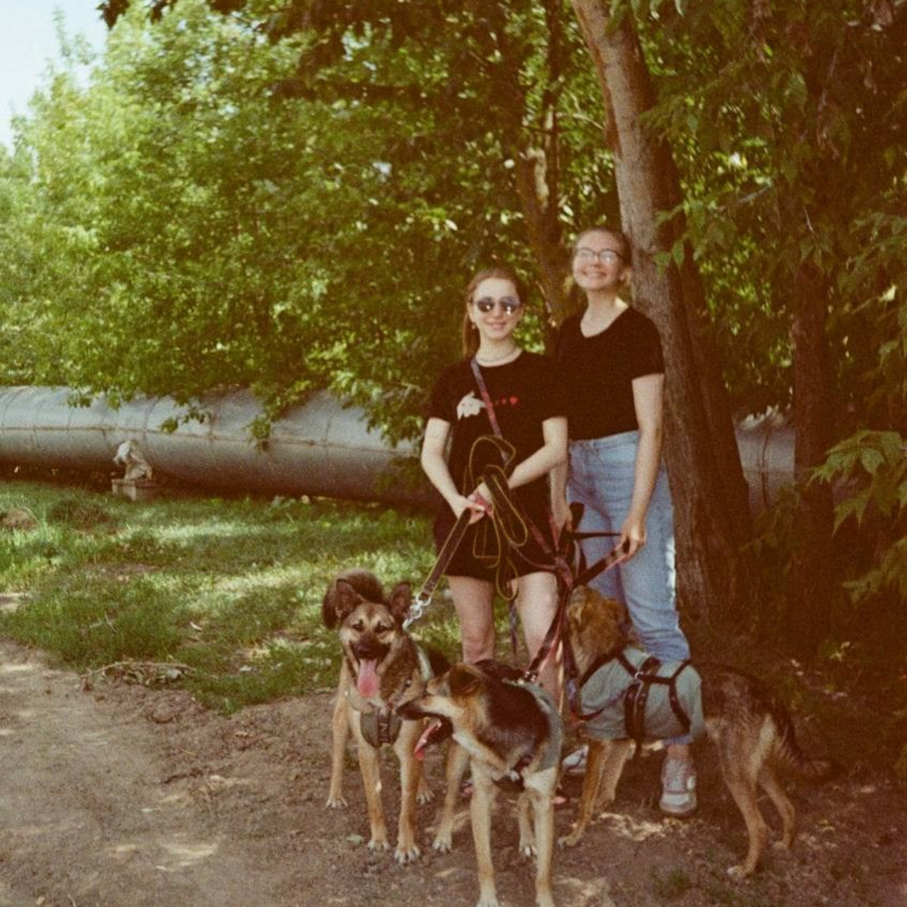 Прогулки и волонтерство. Забери домой друга