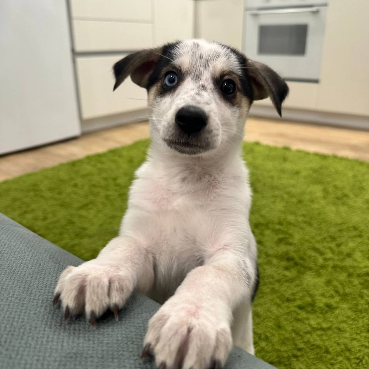 Уже дома. Забери домой друга