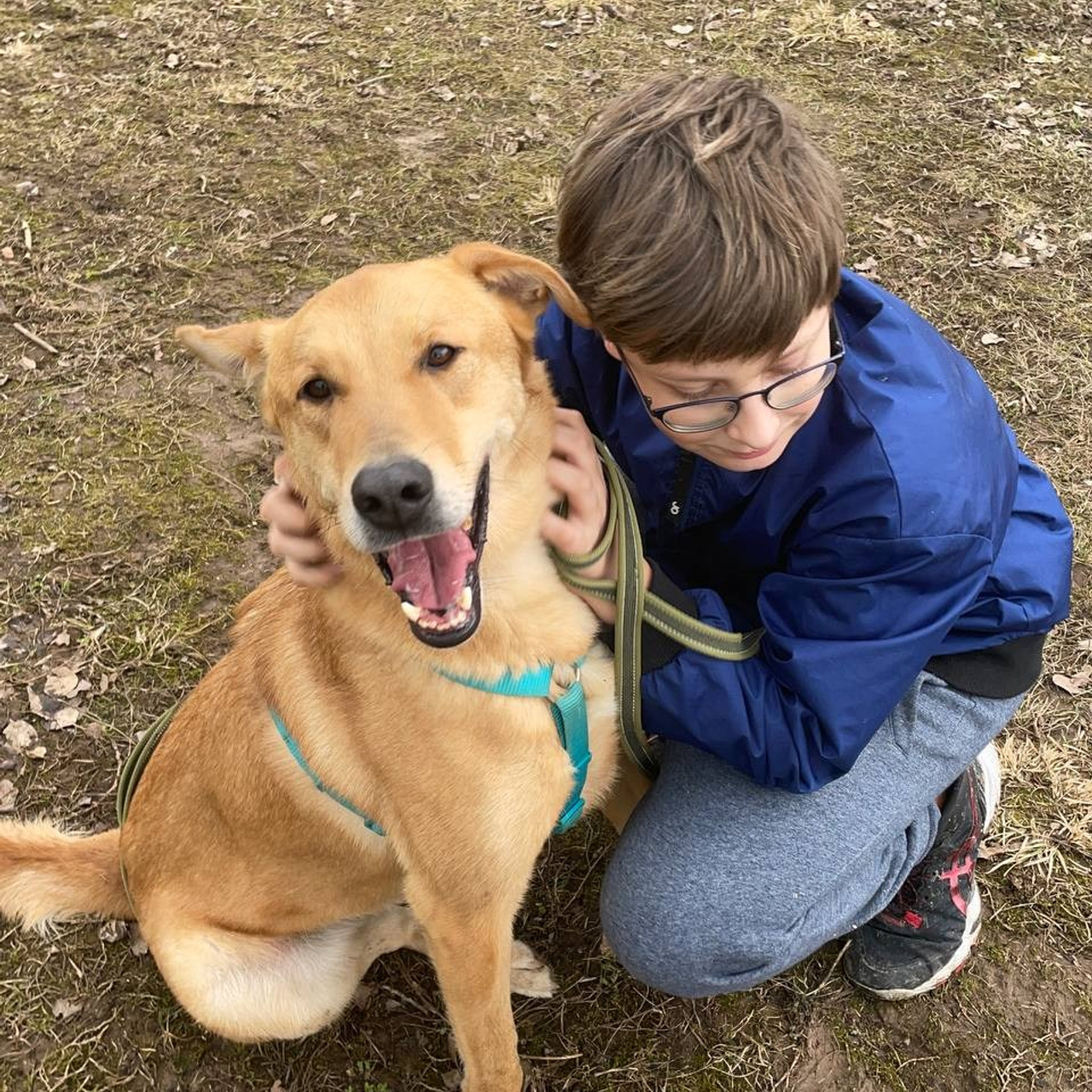 Прогулки и волонтерство. Забери домой друга