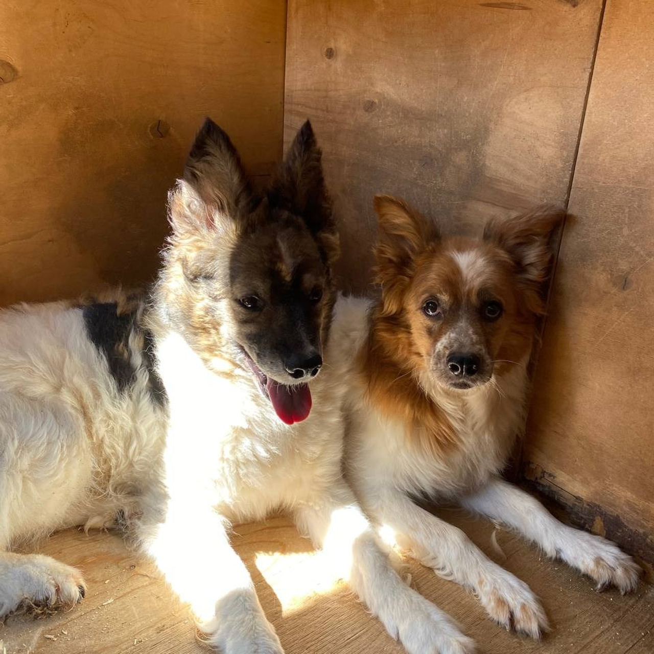 Прогулки и волонтерство. Забери домой друга