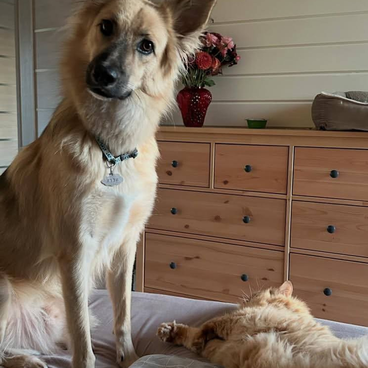 Уже дома. Забери домой друга