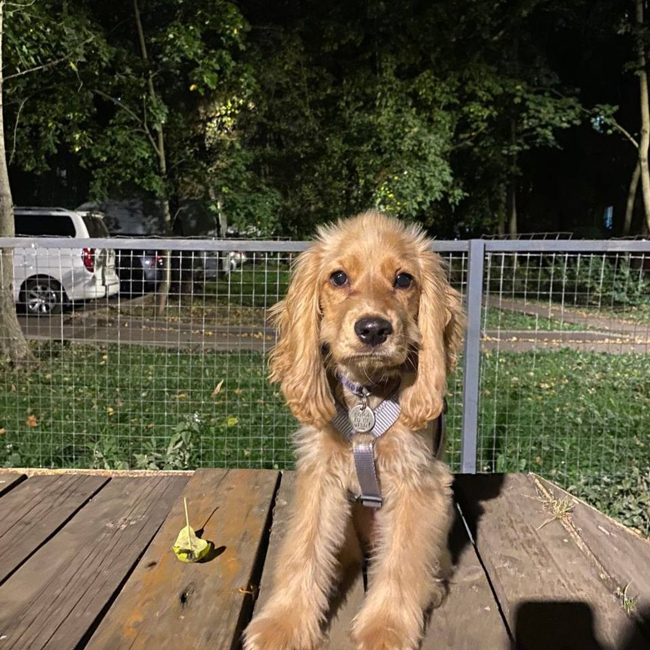 Уже дома. Забери домой друга