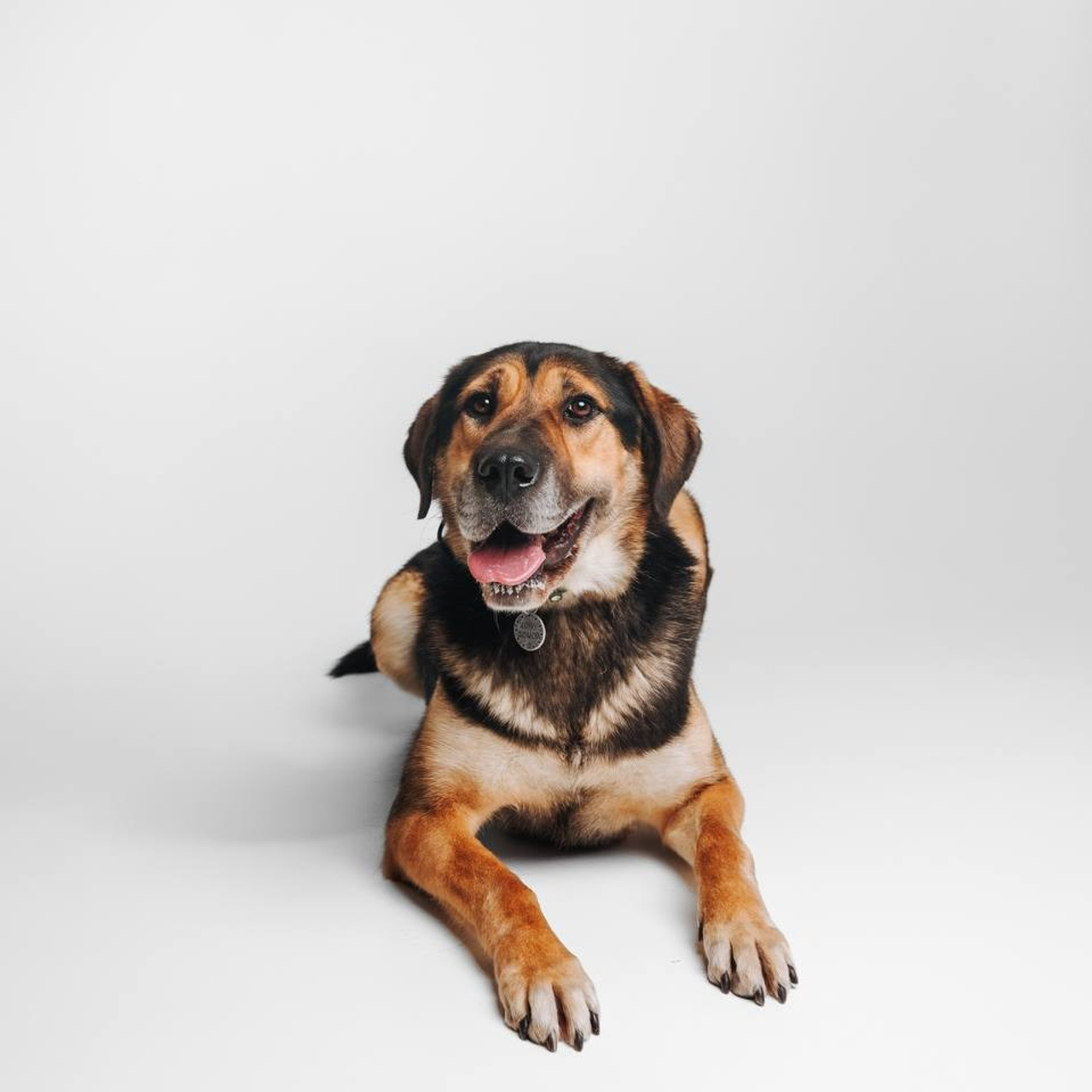 Ищут дом. Забери домой друга