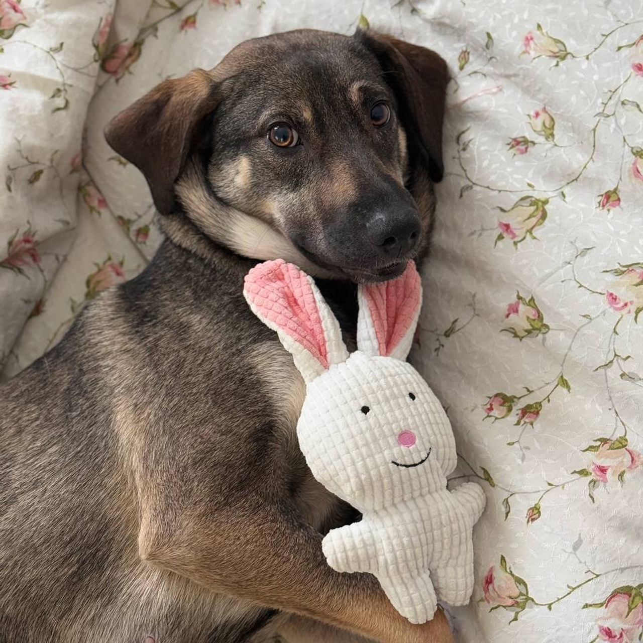 Уже дома. Забери домой друга