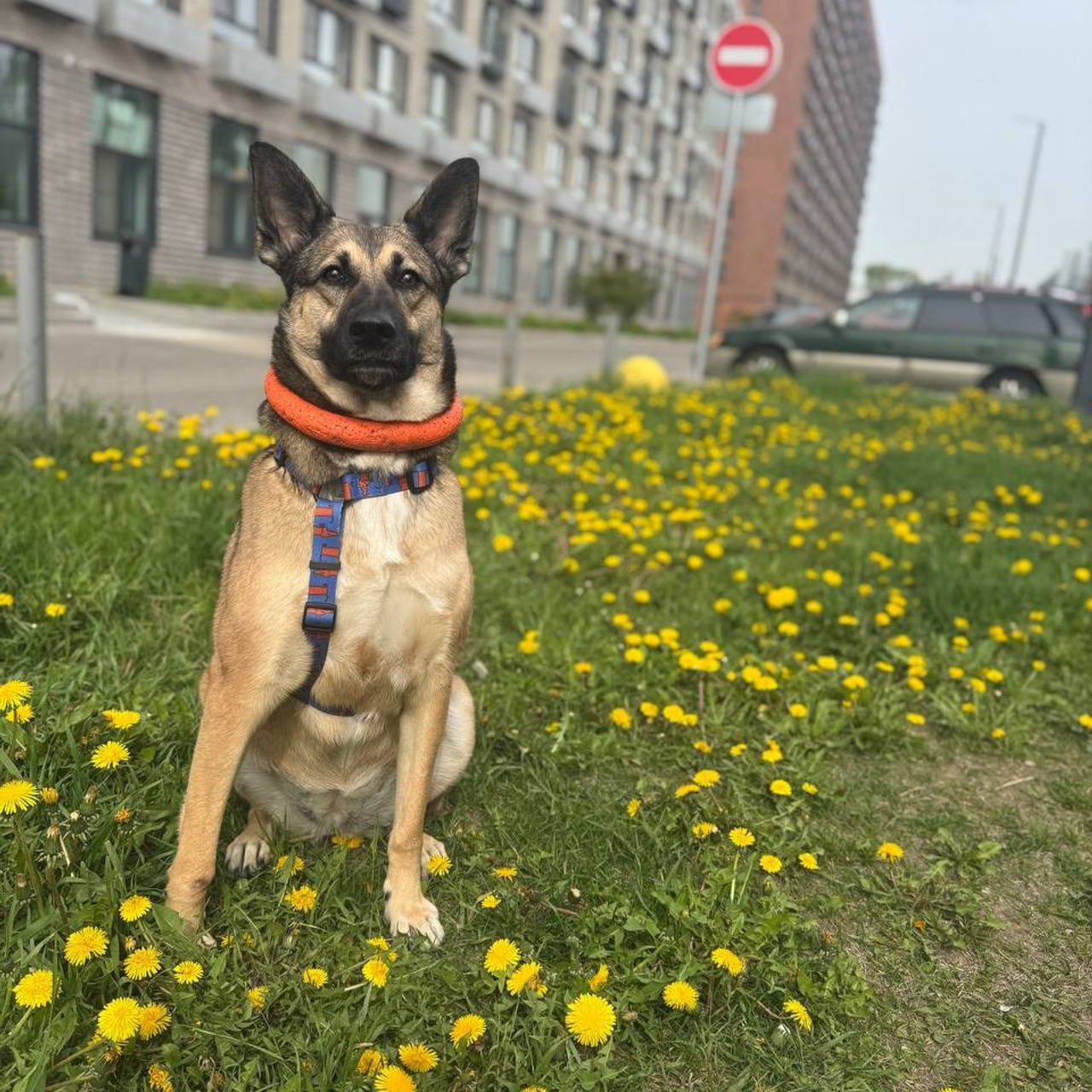 Уже дома. Забери домой друга