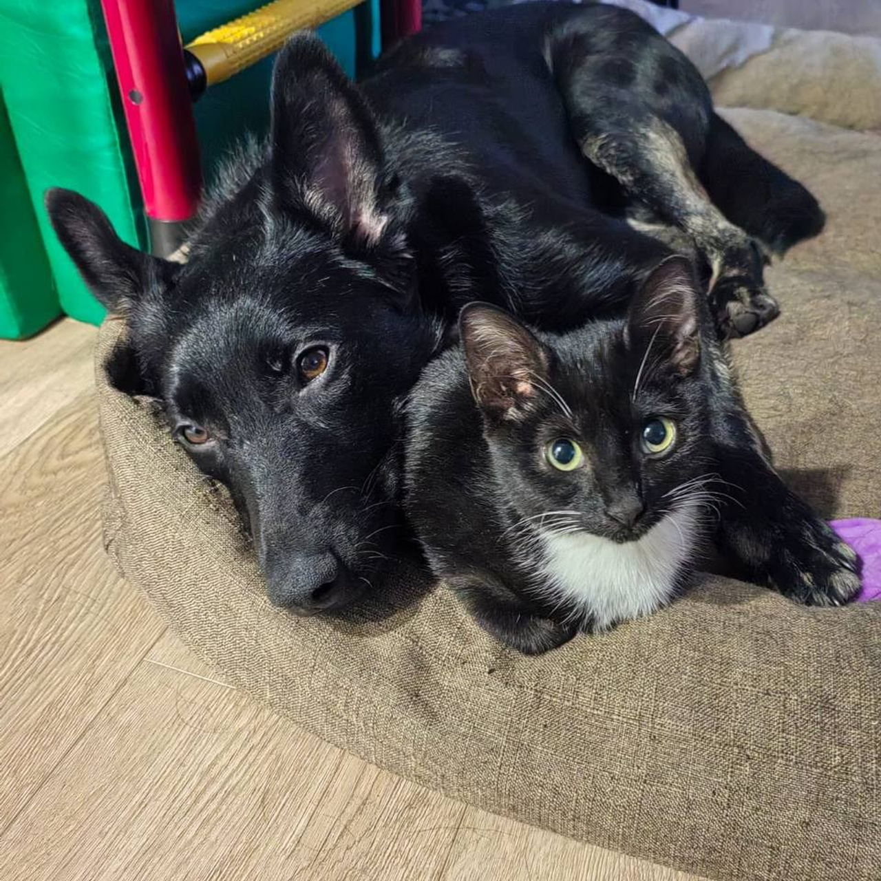 Уже дома. Забери домой друга