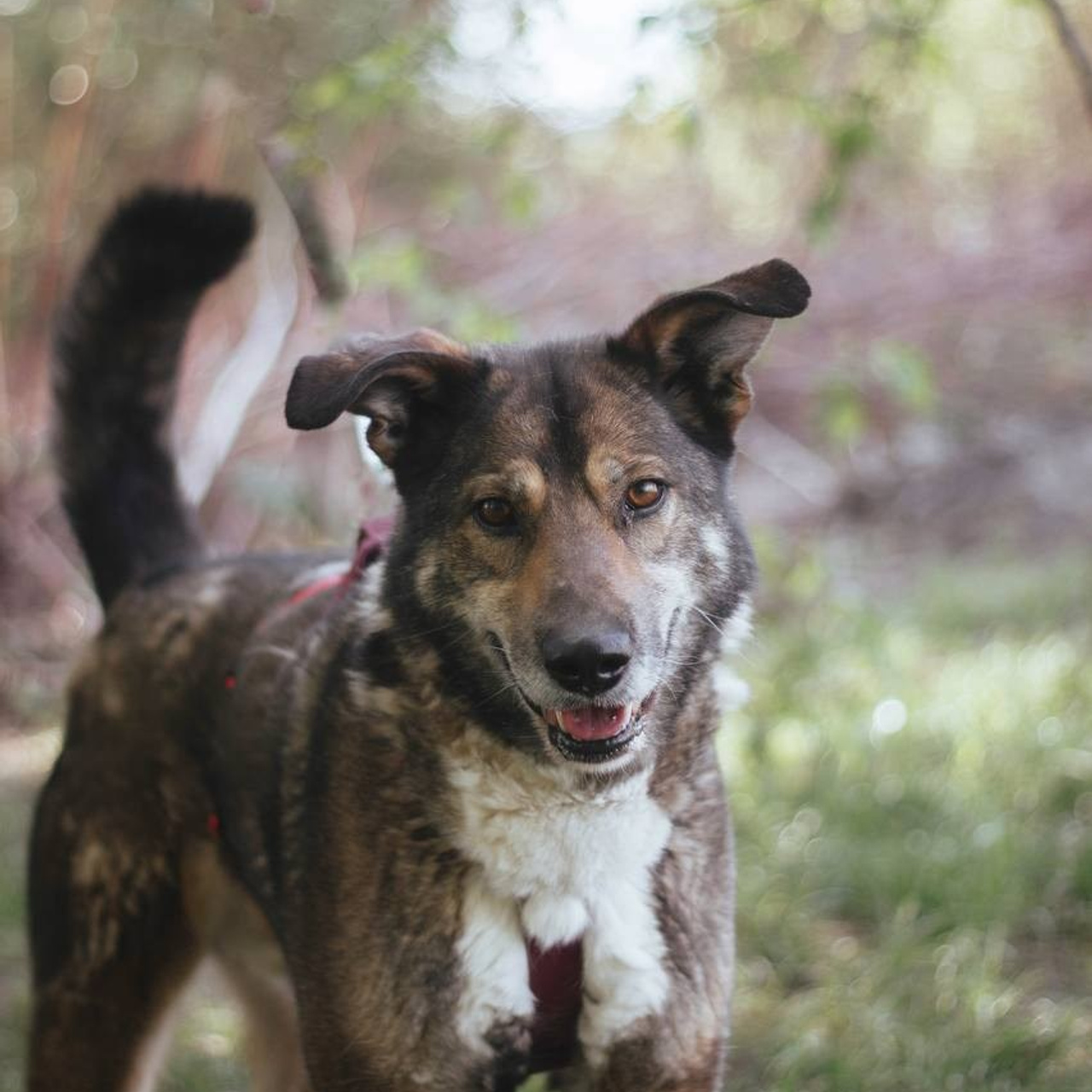 Ищут дом. Забери домой друга