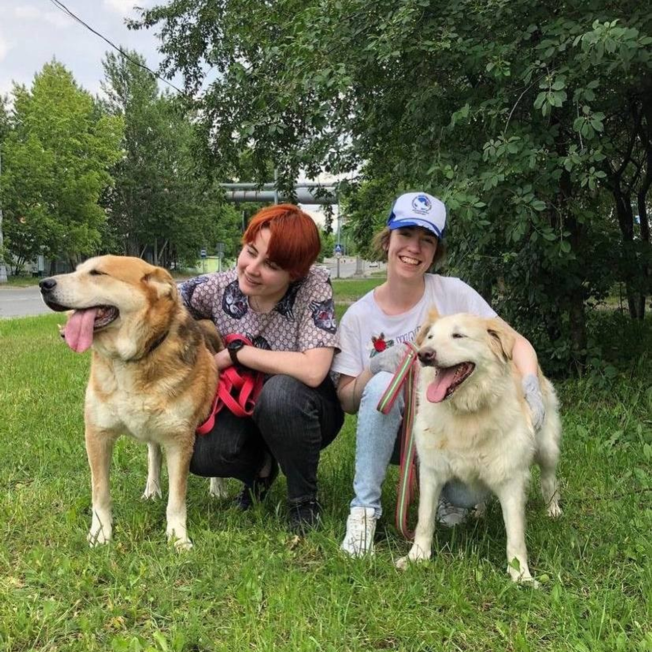 Прогулки и волонтерство. Забери домой друга