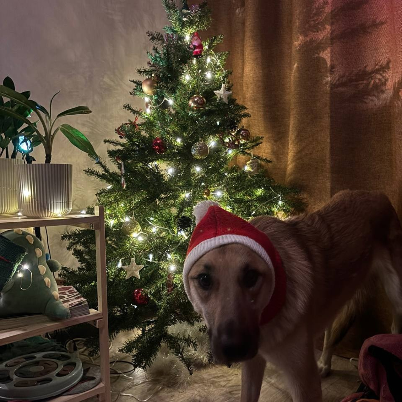 Уже дома. Забери домой друга