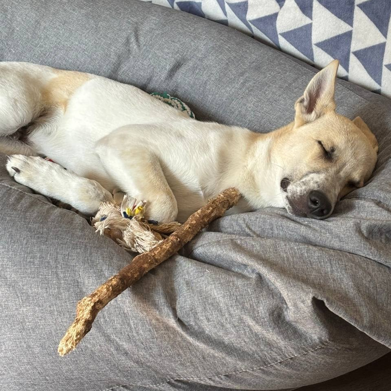 Уже дома. Забери домой друга