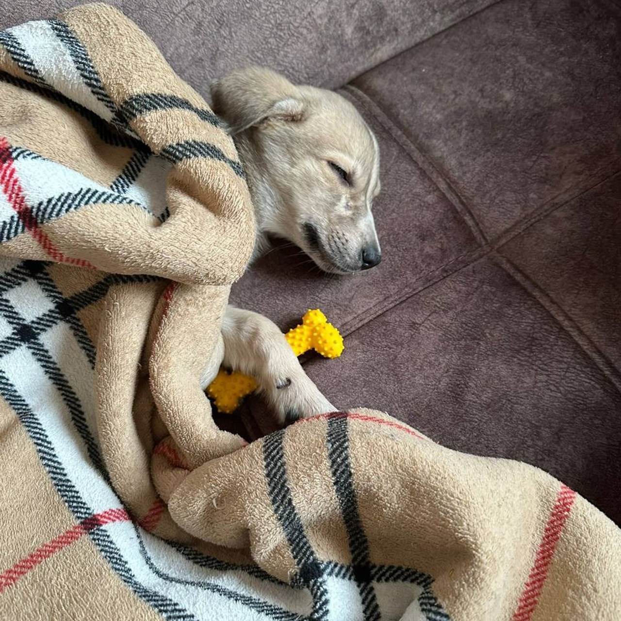 Уже дома. Забери домой друга