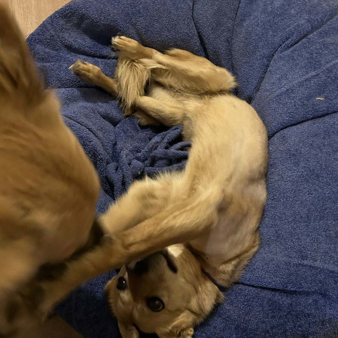 Уже дома. Забери домой друга