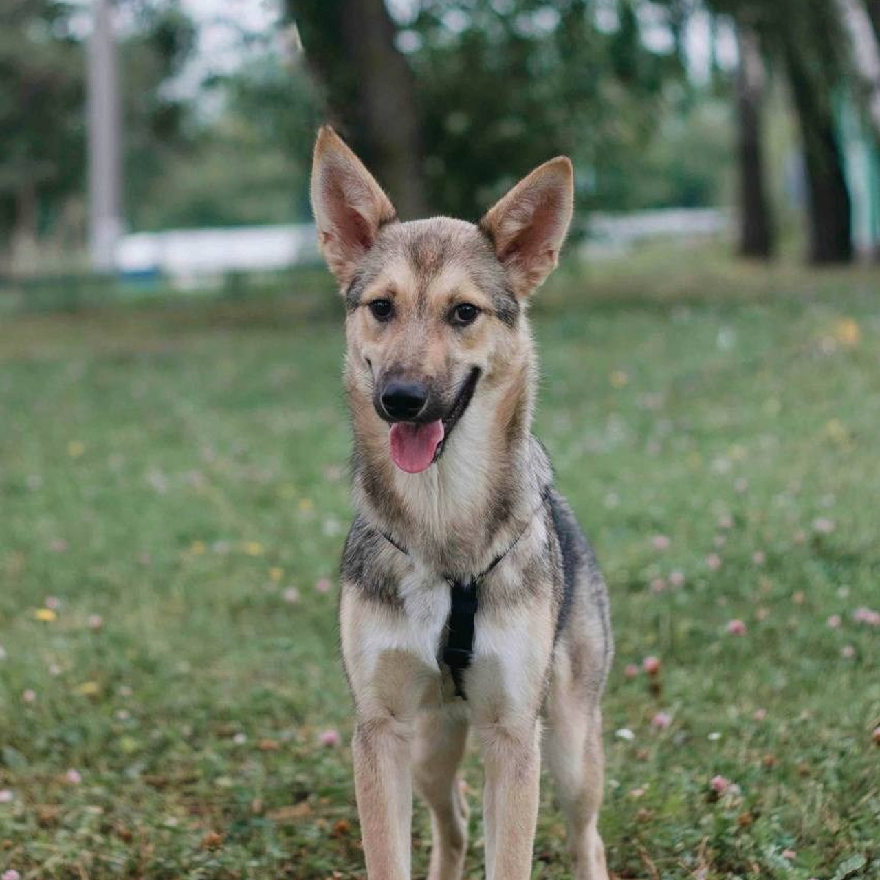 Ищут дом. Забери домой друга