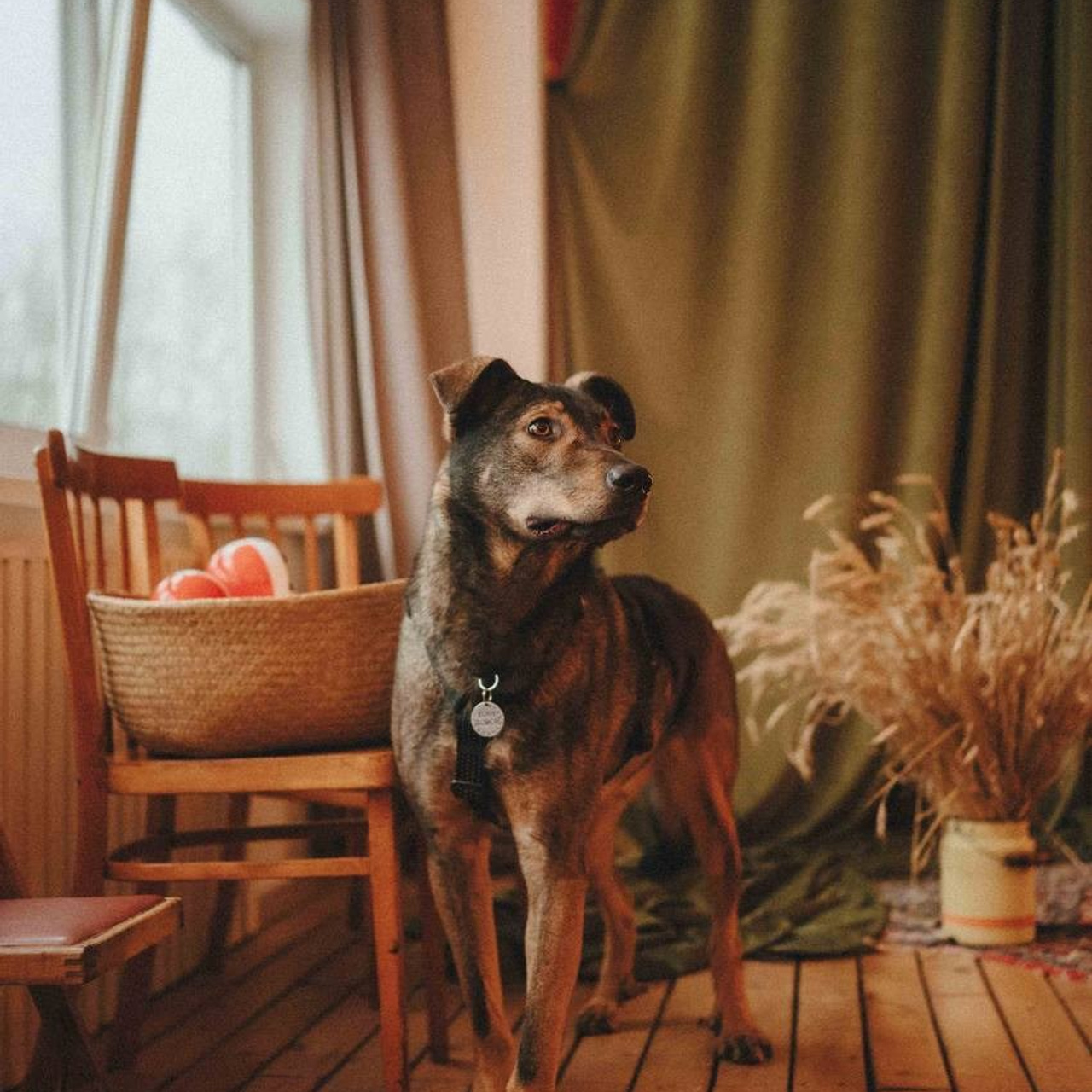 Ищут дом. Забери домой друга