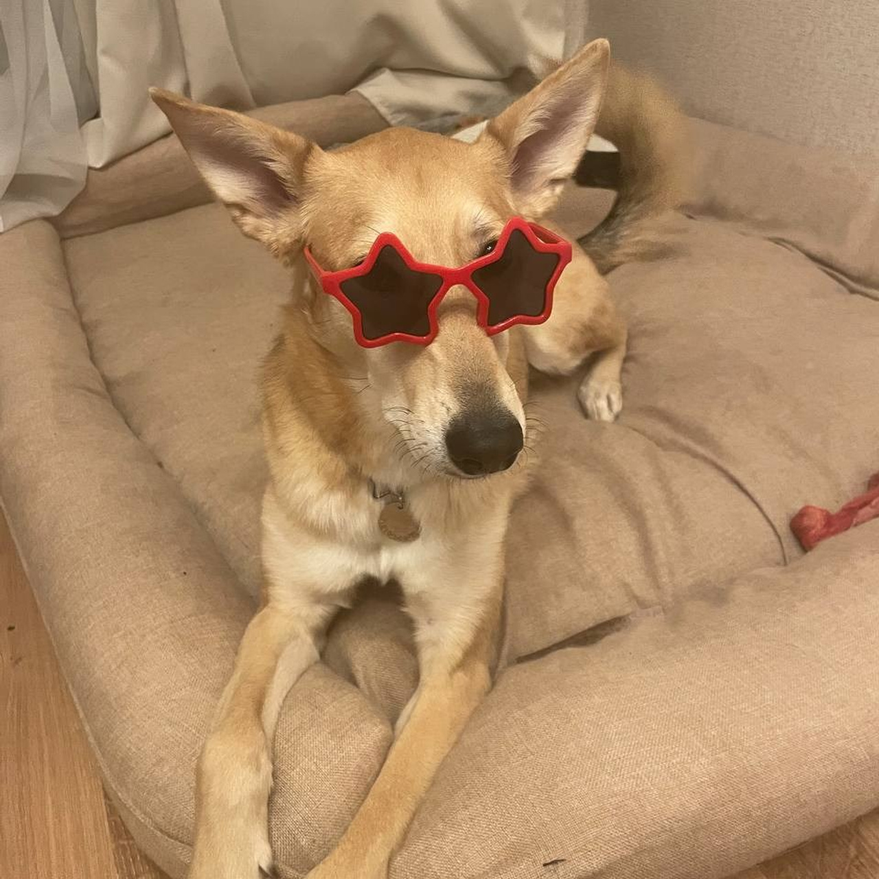 Уже дома. Забери домой друга