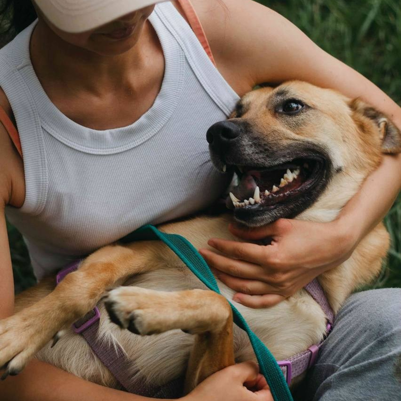 Прогулки и волонтерство. Забери домой друга