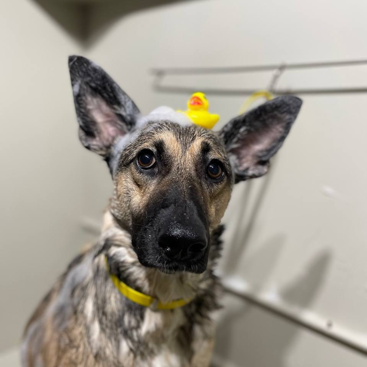 Уже дома. Забери домой друга