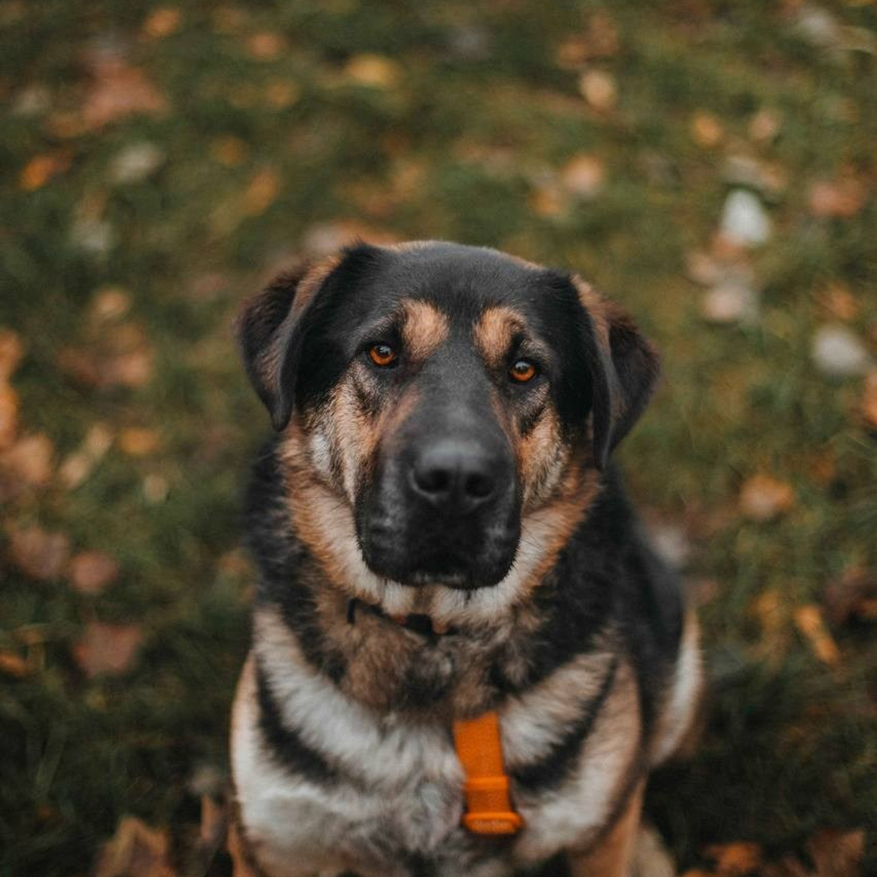 Ищут дом. Забери домой друга