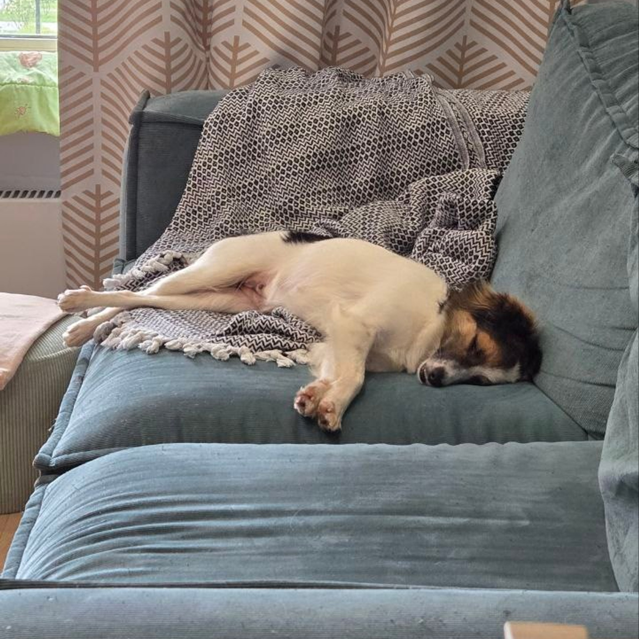 Уже дома. Забери домой друга