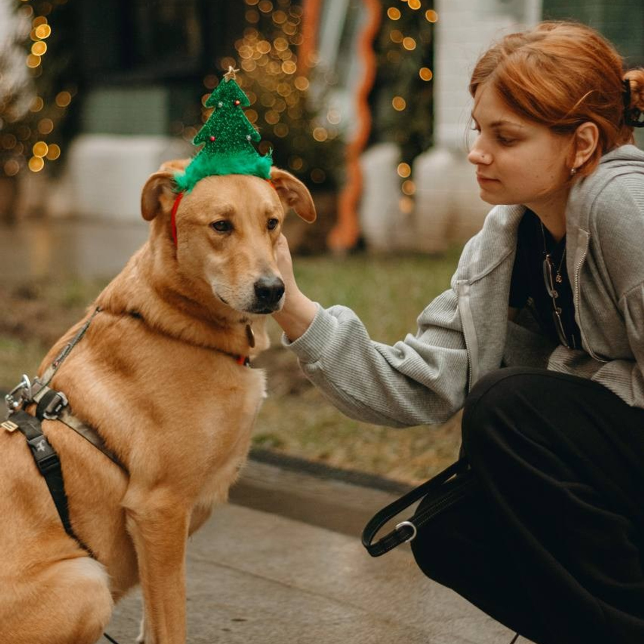 Прогулки и волонтерство. Забери домой друга